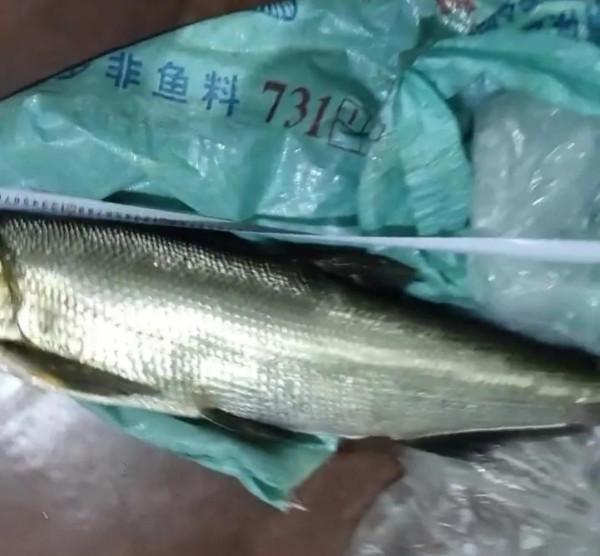 貴州萬峰湖翹嘴“大爆發”,有人3小時釣了十幾條,大的一米多長 貴州萬峰湖翹嘴“大爆發”,有人3小時釣了十幾條,大的一米多長