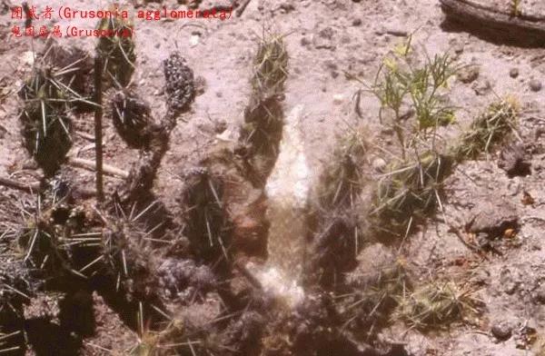 仙人球類科普之鬼團扇屬（一）