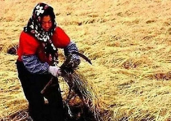 龔清孝，吃草上癮得以賺錢、娶媳婦，34年吃了40噸草：我就喜歡吃