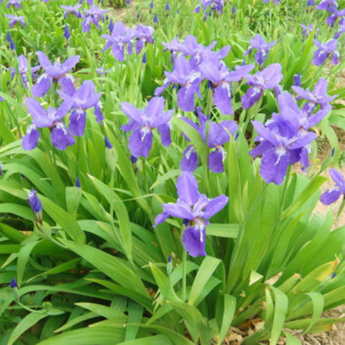 鳶尾花的常見品種與栽培繁殖 鳶尾花的常見品種與栽培繁殖