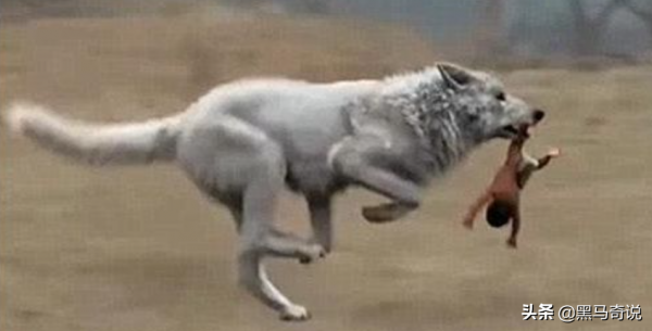 3歲被狼咬掉半張臉，靠吸米糊存活的寇金成，有著怎樣曲折的人生