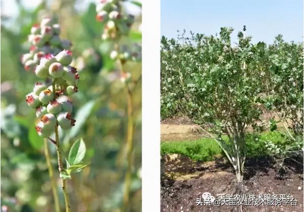 暖棚藍莓升溫前這些要點要注意!實用好文 暖棚藍莓升溫前這些要點要注意!實用好文