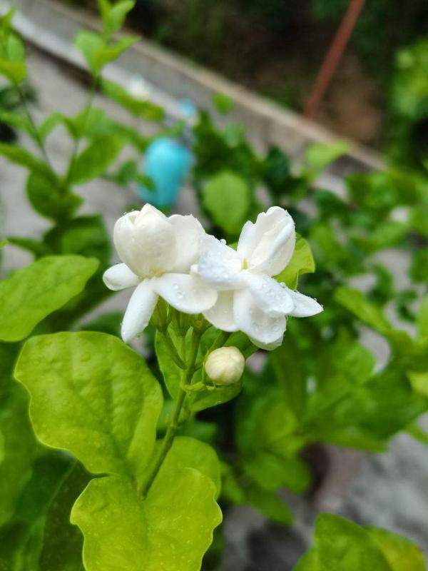 6種植物,就因為諧音不好,父母不惜和我大吵一架 6種植物,就因為諧音不好,父母不惜和我大吵一架