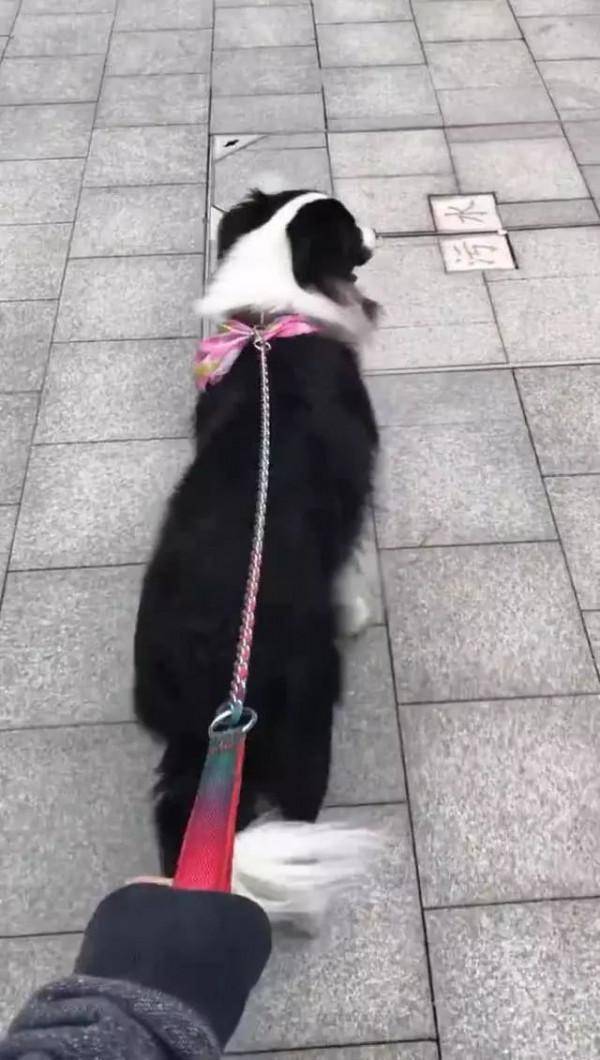 養狗之後你才知道的東西，你的生活變好了嗎？