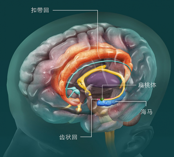 用“嗅覺”去記憶？