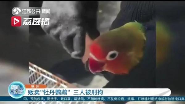 買錯鸚鵡也犯法？只有三種鸚鵡可以合法飼養