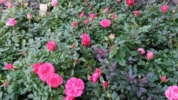 寓意好、顏值高！松江這裡的年宵花選購指南來啦，建議收藏