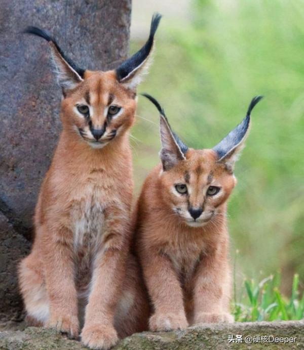 貓科動物誰最能打?在地球野區,顏值即戰鬥力 貓科動物誰最能打?在地球野區,顏值即戰鬥力