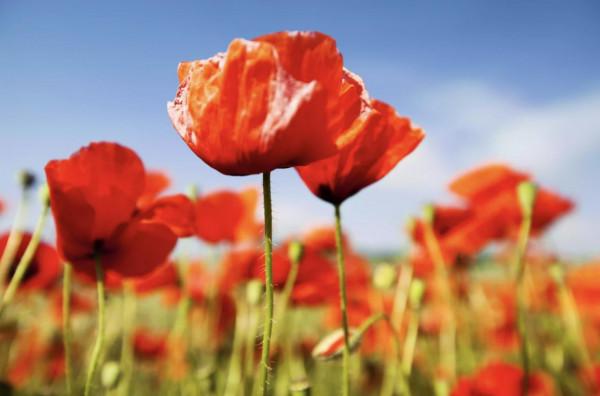 20種充滿活力的橙黃色花卉,來為你的生活注入快樂吧 20種充滿活力的橙黃色花卉,來為你的生活注入快樂吧