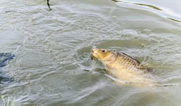 遇到大魚你害怕過切線嗎？看完這篇文章或許對你有所幫助