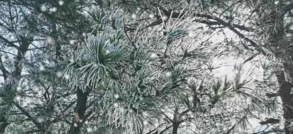 她來啦！東獅山絕美霧凇來襲