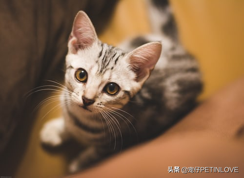 脂肪酸對犬貓有什麼重要作用？