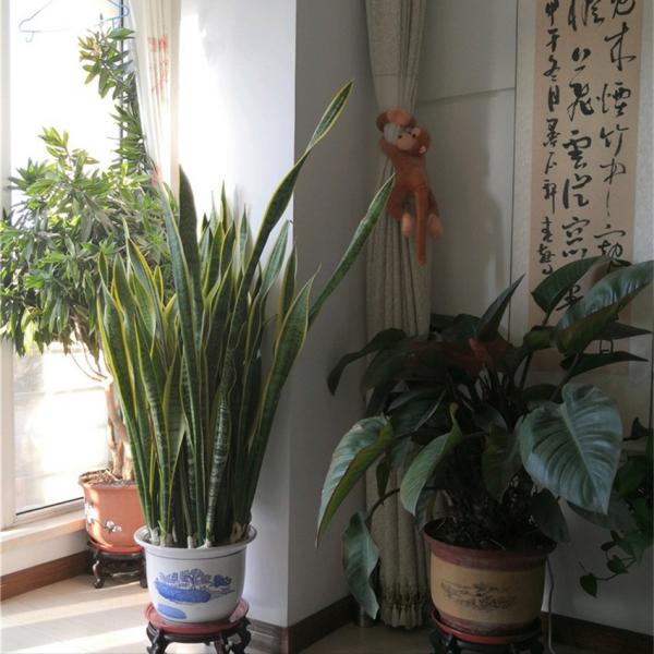 虎皮蘭有“3喜3怕”,做對了,葉片槓槓厚,爆滿小崽子,真好看 虎皮蘭有“3喜3怕”,做對了,葉片槓槓厚,爆滿小崽子,真好看