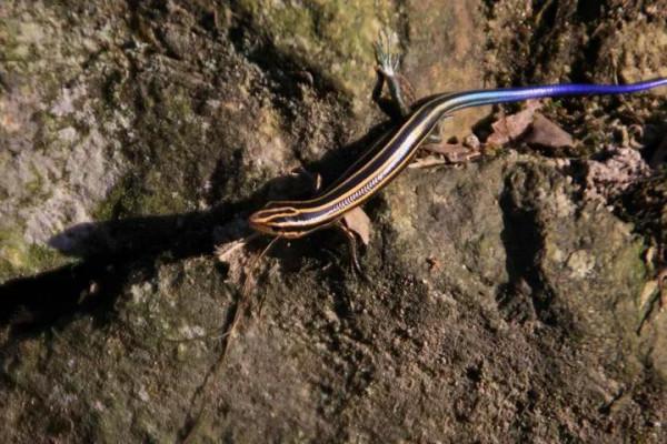 你知道什麼是四腳蛇嗎