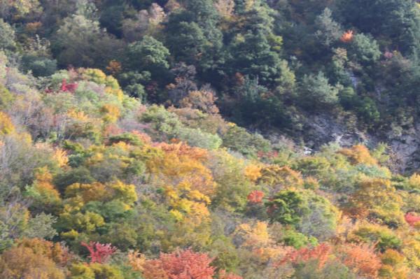 看川西彩林 這一條環線就夠了 畢棚溝-米亞羅-奶子溝-卡龍溝-牟尼溝