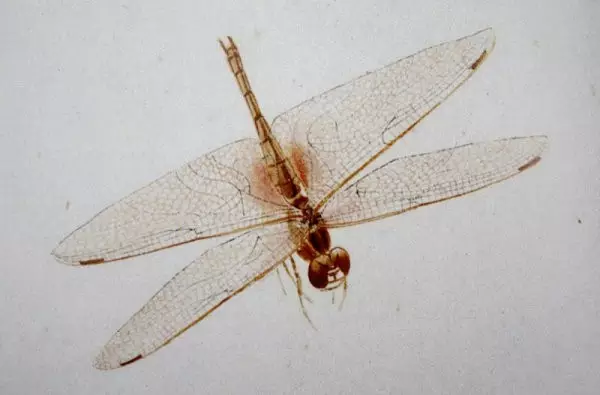 齊白石筆下的飛蟲,精細之極 齊白石筆下的飛蟲,精細之極