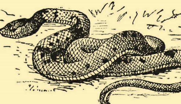 民間故事：孝女賣身救父，小夥仗義相助，狐仙每天賞賜他十兩銀子