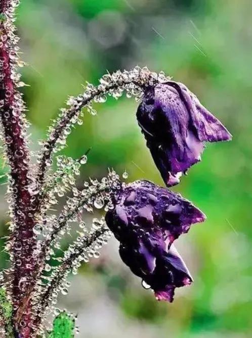 發現不一樣的花草，領悟大自然的奇妙