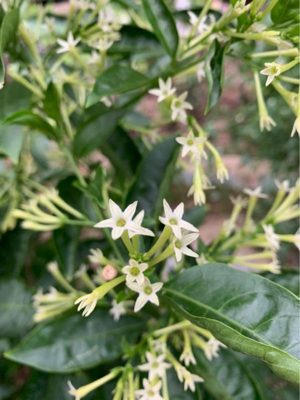 小心香氣！這4種花芳香四溢，卻切忌久聞