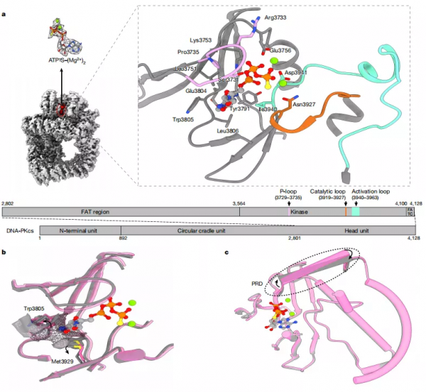 復旦校友揭開多年“不明”機理,助力DNA修復相關抗癌藥設計 復旦校友揭開多年“不明”機理,助力DNA修復相關抗癌藥設計