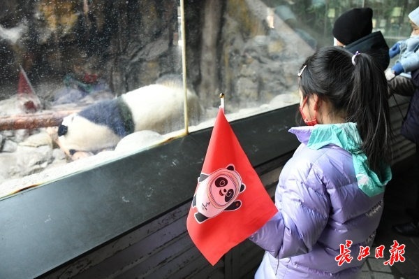 北京動物園看&OpenCurlyDoubleQuote;冰墩墩&rdquo;原型 &vert; 松哥看冬奧