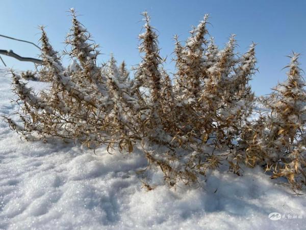 【北國風光&CenterDot;美麗民勤】雪落騰格里