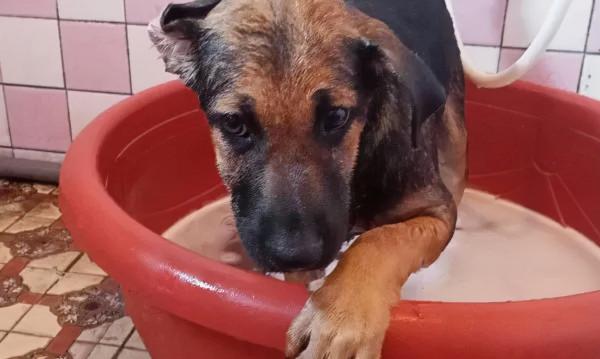 巨嬰汪坐爸爸大腿依偎！通往幸福路上，飼主：不吵不鬧超乖