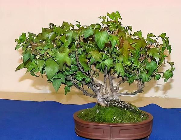 長在廢棄牆縫裡的“老藤”,被盆景大師“當寶”,做成盆景高價賣 長在廢棄牆縫裡的“老藤”,被盆景大師“當寶”,做成盆景高價賣