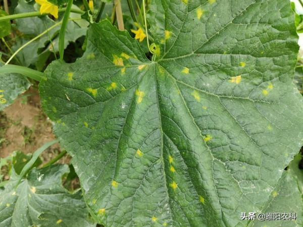 小蘇打加上這種肥料，專治白粉和霜黴病，幾塊錢就能解決治病難題