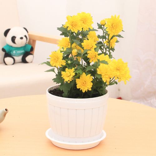 5種&OpenCurlyDoubleQuote;漂亮花&rdquo;，能泡茶、煲湯、炒菜，養成大盆景，吃都吃不完