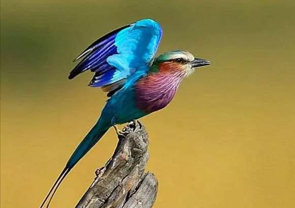 笑看“佛法僧”ll 不過是嘰哩哇啦鳥聲聲