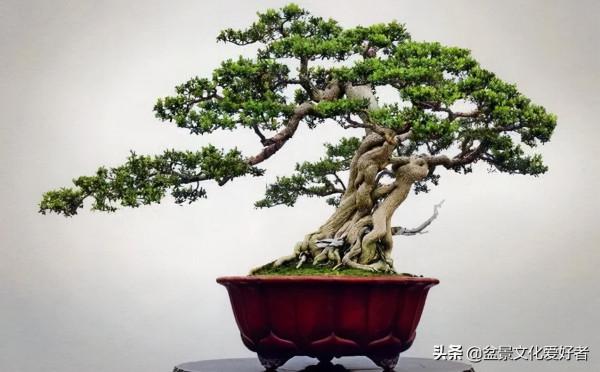 家有黃楊，世代棟樑！家裡栽黃楊，富貴又吉祥