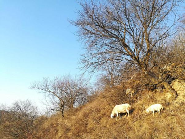 放養羊只壓欄惜售的底氣從哪裡來？粗放管理不計人工，好牌被打爛