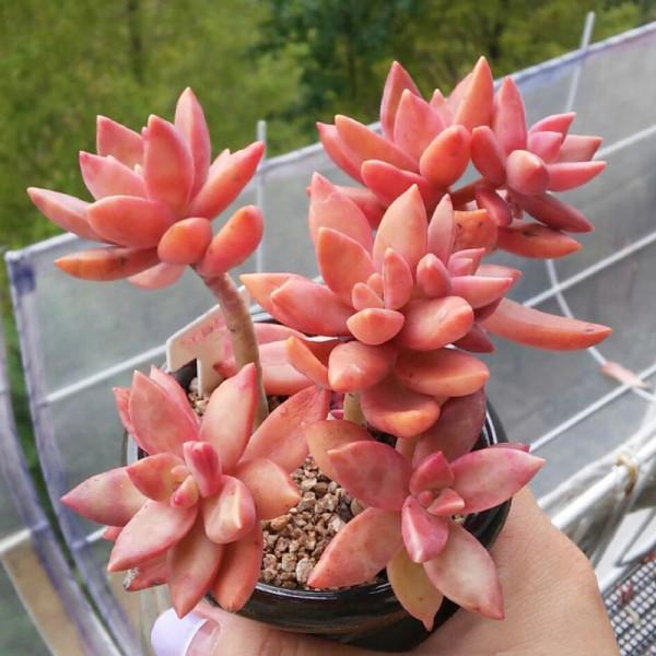 100種常見多肉圖鑑，比花還美，你認識幾種？