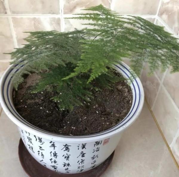 文竹吊蘭澆點“激素水”，葉子綠油油的，越養越美麗