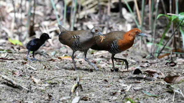 “嗓之眼”最大的鴿子小笠原雜色林鴿，和能“復活”的白喉秧雞