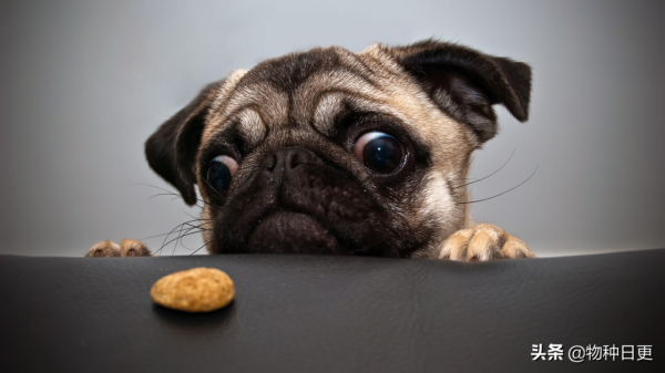 養狼當犬看家難 養狼當犬看家難