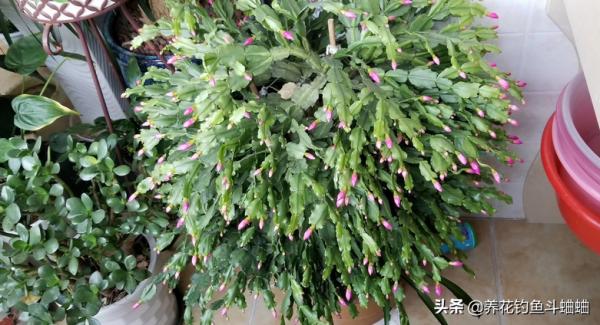 養蟹爪蘭有“三不放”,遠離這些位置,否則容易枯黃不開花 養蟹爪蘭有“三不放”,遠離這些位置,否則容易枯黃不開花