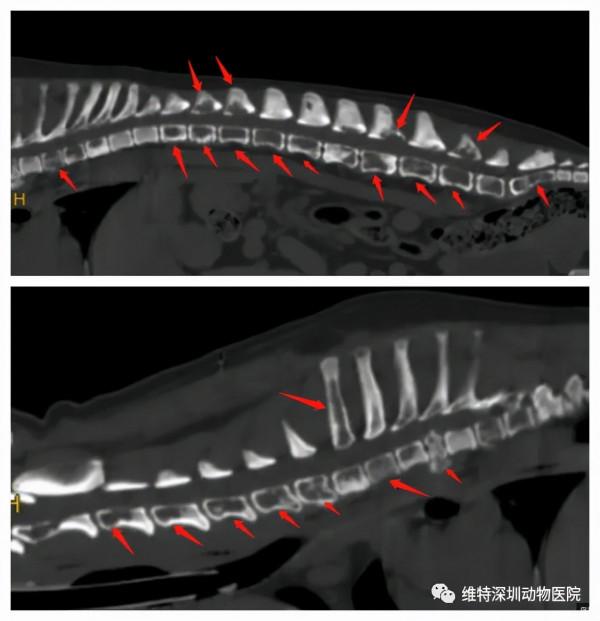 狗狗癱瘓了,還能站起來嗎? 狗狗癱瘓了,還能站起來嗎?