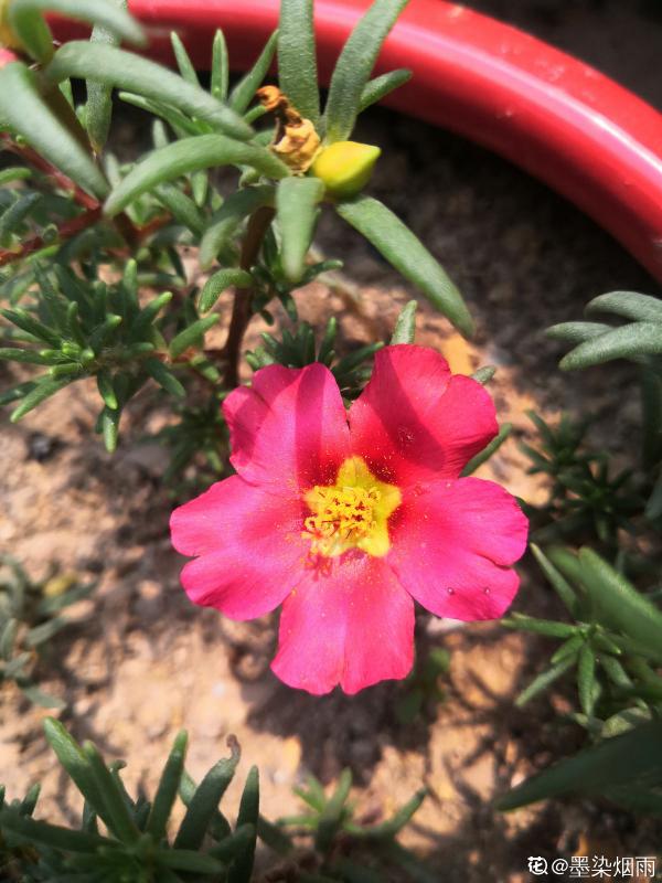 沒有花的天台不完整，種這3種花，天台秒變“空中花園”