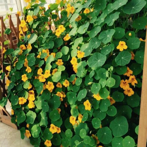 分享旱金蓮 花葉有極高觀賞價值全顆可以入藥 深受大家喜愛