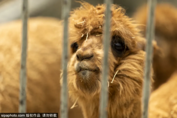 準備打卡！北京這些地方已經美成畫！最新彩葉實拍→