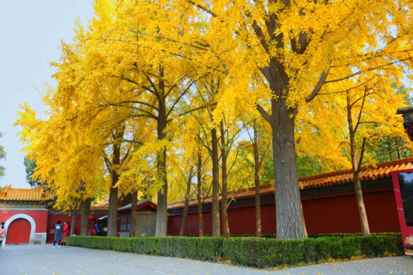 菊花、銀杏、垂柳、楓葉、黃櫨……快收藏市屬公園賞秋指南(附古詩) 菊花、銀杏、垂柳、楓葉、黃櫨……快收藏市屬公園賞秋指南(附古詩)