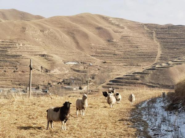 50只羊能做到年純利潤10萬？千萬別被忽悠，用事實說話