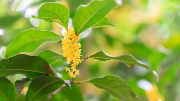 桂花芬芳,紅楓似火,崇明秋景打卡攻略來啦 桂花芬芳,紅楓似火,崇明秋景打卡攻略來啦
