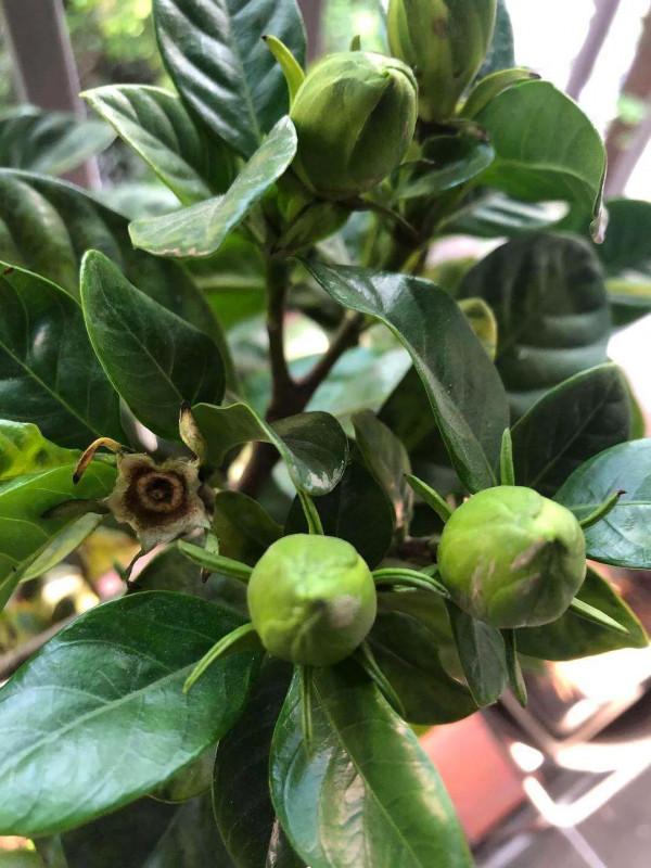 瞭解並熟記石決明配黑梔子的功效，跟我學好中藥