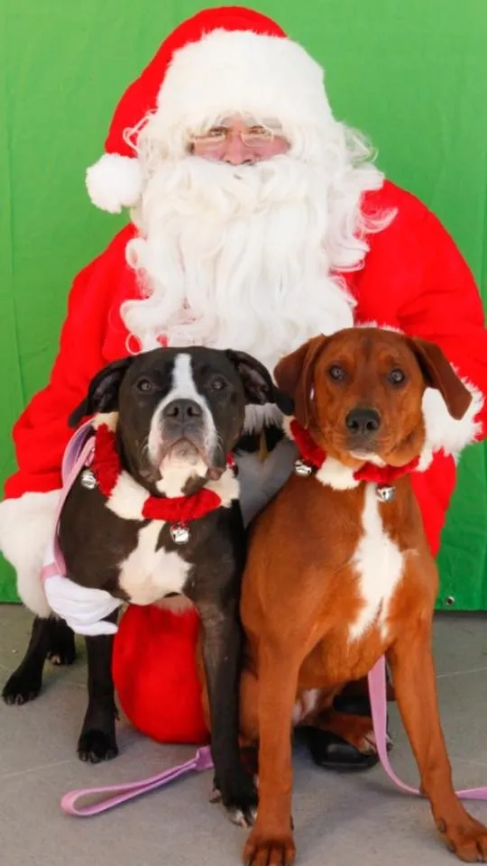 兩隻狗狗，被執行安樂死前，緊緊抱在一起，這一抱，徹底改變了命運