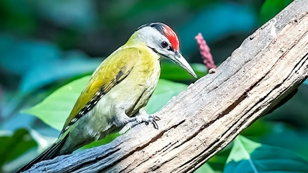 山西鳥類圖鑑 | 灰頭綠啄木鳥