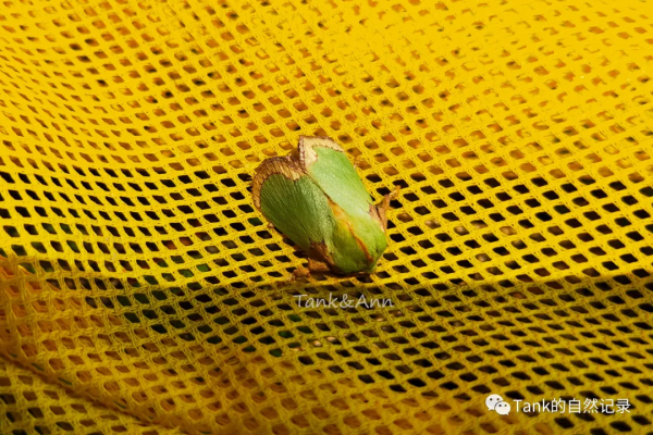 Tank的自然記錄•鱗翅目的蛾子們