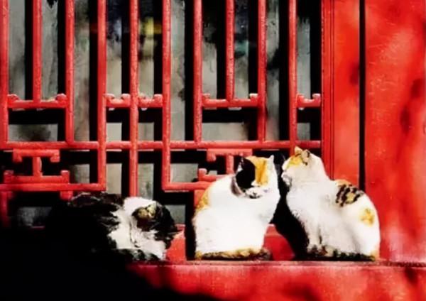 錢鍾書：欺負我可以，欺負我家的貓不行